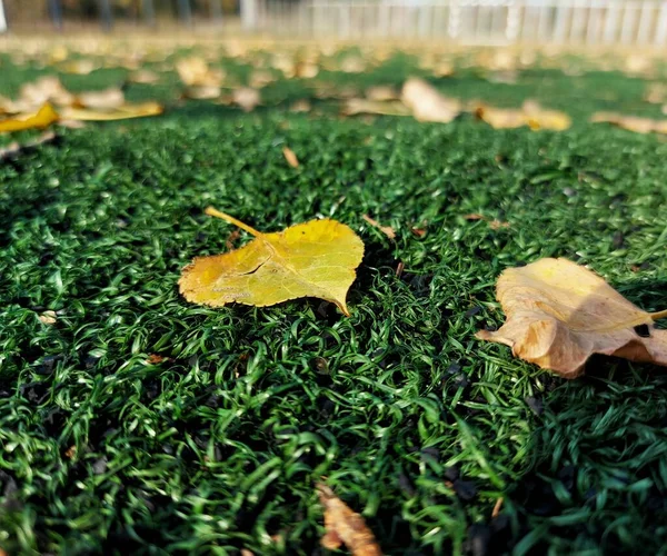 경기장의 나뭇잎들 — 스톡 사진