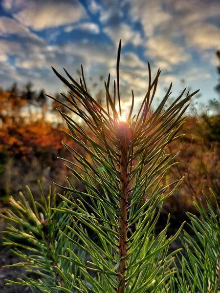 Solnedgång Genom Träd Naturen — Stockfoto