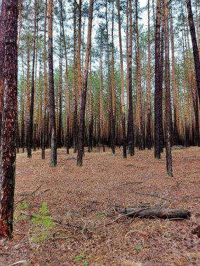 Güzel çam ormanı, ağaç gövdesi