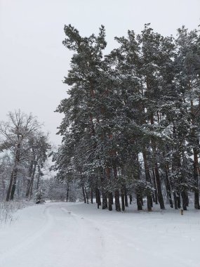 Karda kış ormanı, ormanda çam