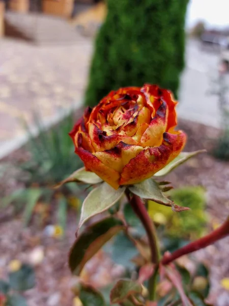 Una Rosa Marchita Arbusto — Foto de Stock