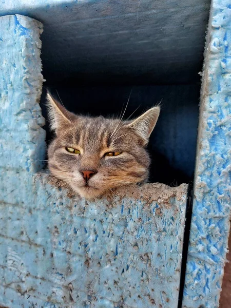 Katten Sover Huset — Stockfoto