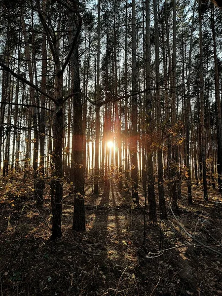 Coucher Soleil Dans Forêt Travers Les Arbres — Photo