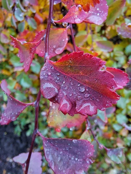 나무의 떨어지는 빗방울 떨어진다 — 스톡 사진