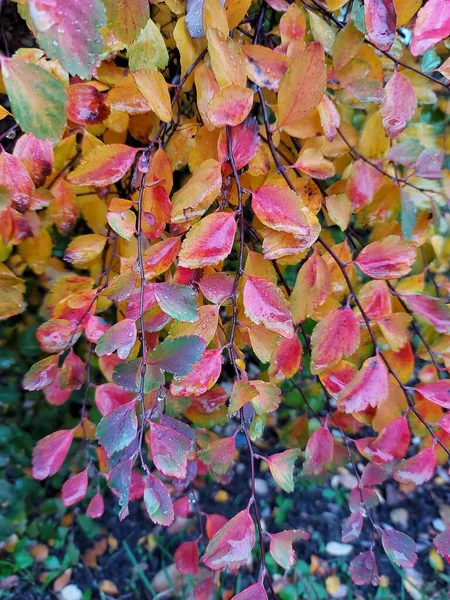 나뭇잎의 자연적 — 스톡 사진