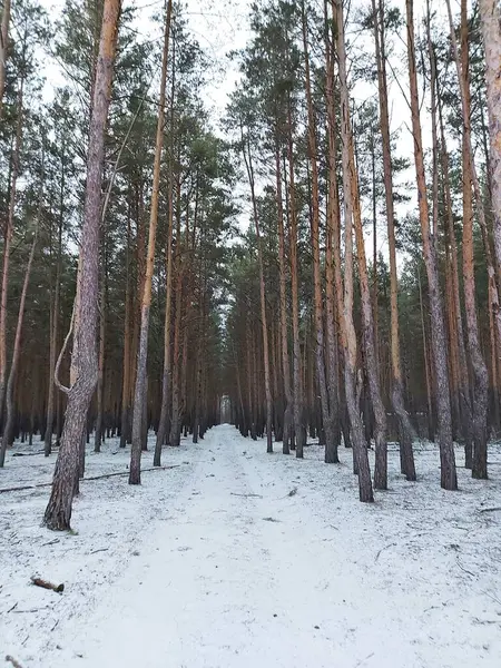 Floresta Inverno Neve Pinho Floresta — Fotografia de Stock