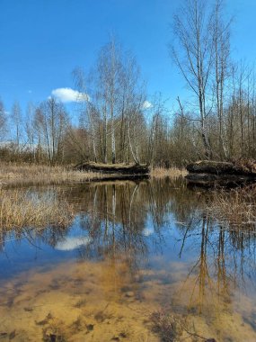 Ağaçların arasında, ormanda bir göl.