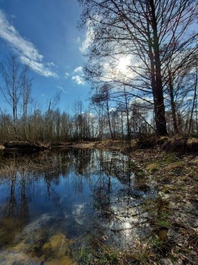 Ağaçların arasında, ormanda bir göl.