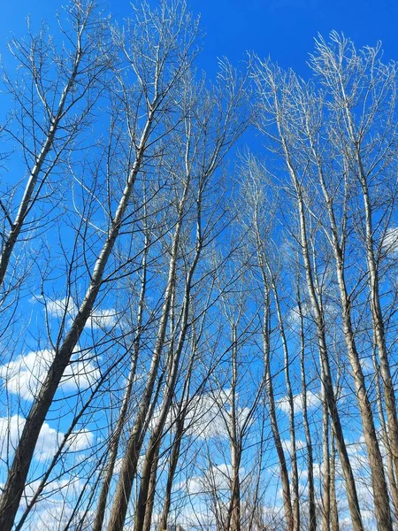Céu Através Dos Galhos Árvore — Fotografia de Stock