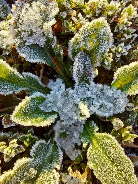 Çimlerde Buz Yapraklarda Don — Stok fotoğraf