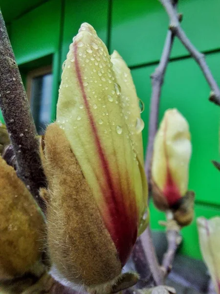 모양의 마그놀리아 꽃봉오리 — 스톡 사진