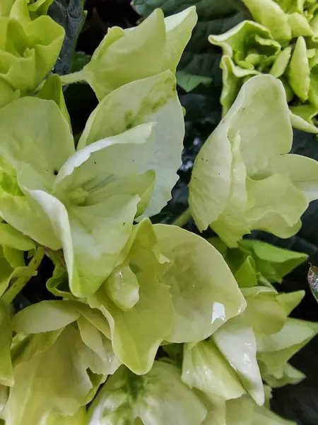 초록빛 꽃무늬 — 스톡 사진