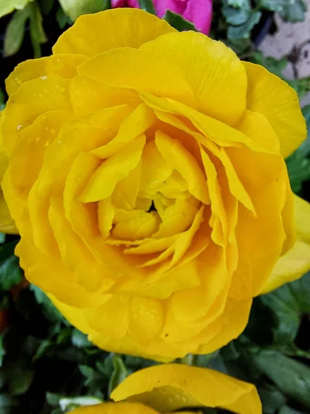 Rannculus Sarı Bahar Çiçeği — Stok fotoğraf