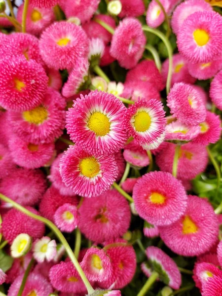 Çiçek deseni, pembe papatya
