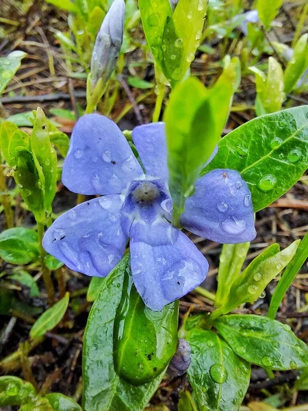 보라색 빗방울 — 스톡 사진