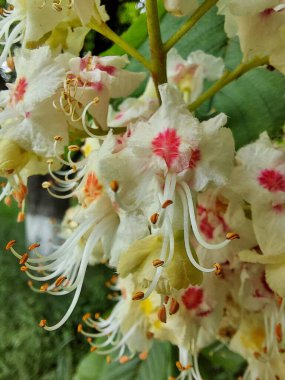 Ağaçtaki kestane çiçekleri