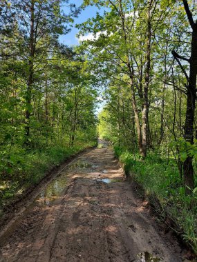 Ormanda bir yol, ormanda bir yürüyüş.