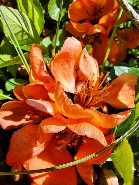 Chaenomeles, çiçekler her yerde portakal çiçeği