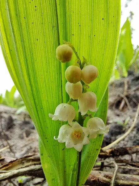 Convallaria majalis, vadi zambağı.
