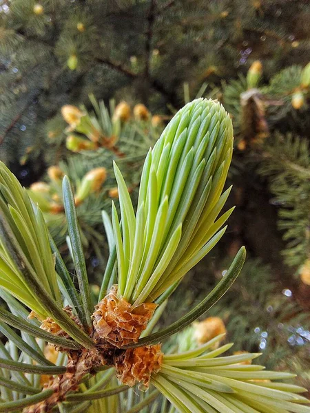 Grangren Nål Picea — Stockfoto