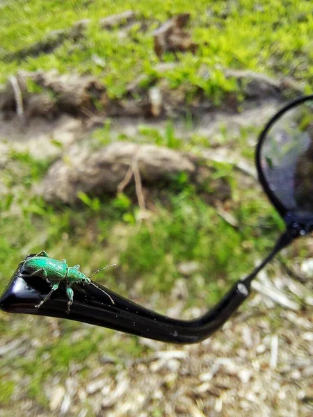 太阳镜上的绿色甲虫 — 图库照片