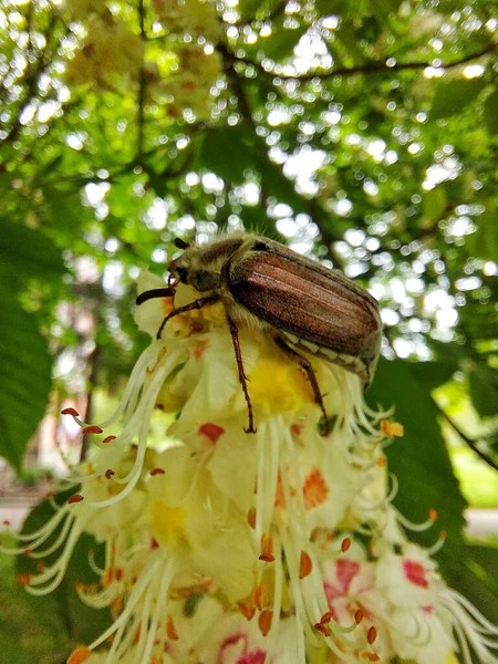 A beetle on a flower, a May beetle on a chestnut