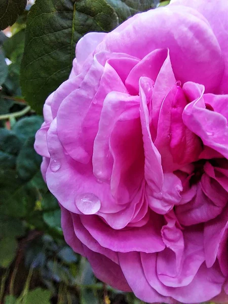 Gotas Uma Rosa Rosa — Fotografia de Stock