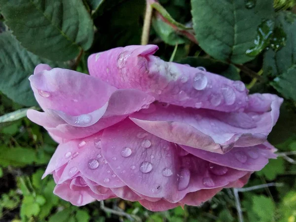 분홍빛 장미에 떨어지는 물방울 — 스톡 사진