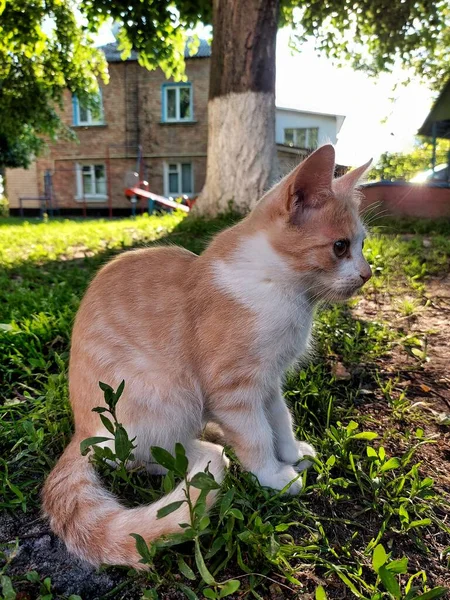 Rode Kitten Straat — Stockfoto