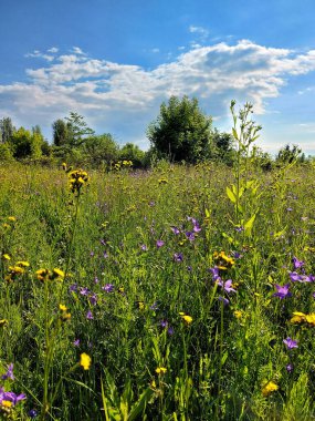 Yaban çiçekleri, kır çiçekleri ve doğa, bahar tarlaları.