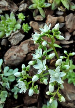 Pencere kenarındaki ev bitkisi.