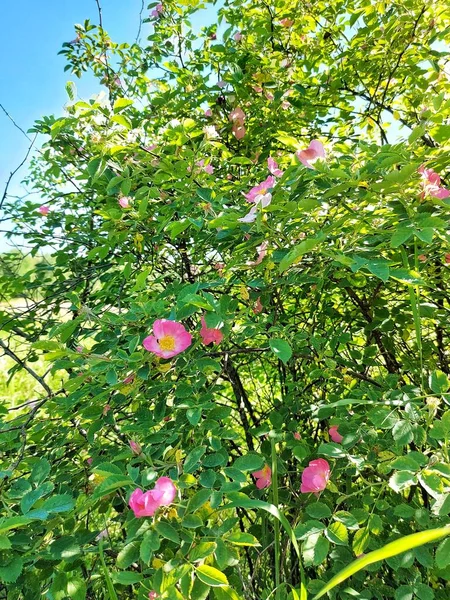 Köpek gülü, Rosehip aobo pembe gül