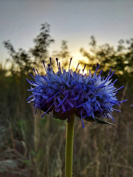 Modrá Květina Slunci — Stock fotografie