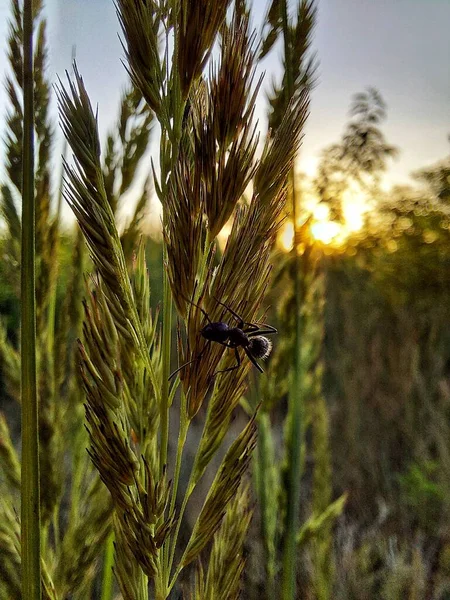 草の中の夕日トウモロコシの耳 — ストック写真