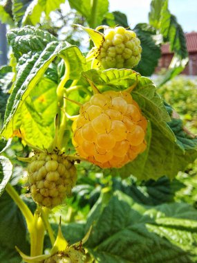 Dal üstünde ahududu, ahududu toplama, dut toplama.