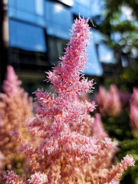 Astilbe, pembe çiçek güzel bir detay.