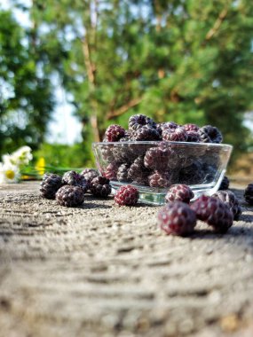 Ormanda böğürtlen topluyorum.