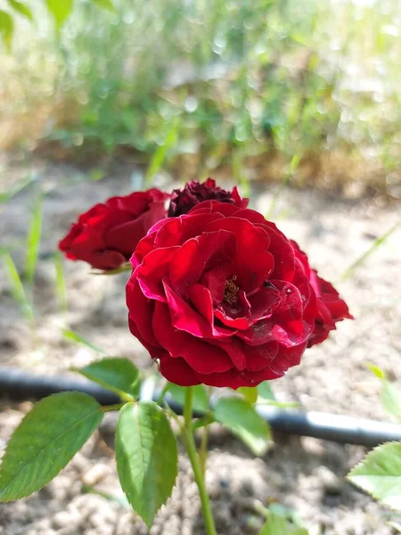 Ένα Όμορφο Μεγάλο Κόκκινο Τριαντάφυλλο — Φωτογραφία Αρχείου