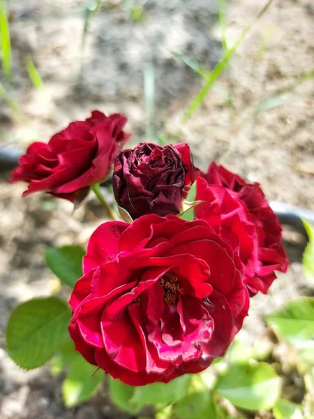 Egy Gyönyörű Nagy Vörös Rózsa — Stock Fotó