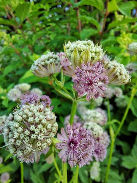 Astrantia, çiçek tarhında güzel bir çiçek