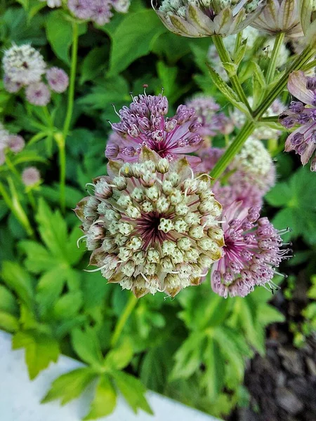 Astrantia Krásná Květina Záhonu — Stock fotografie