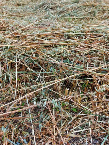 Klippt Gräs Fältet — Stockfoto