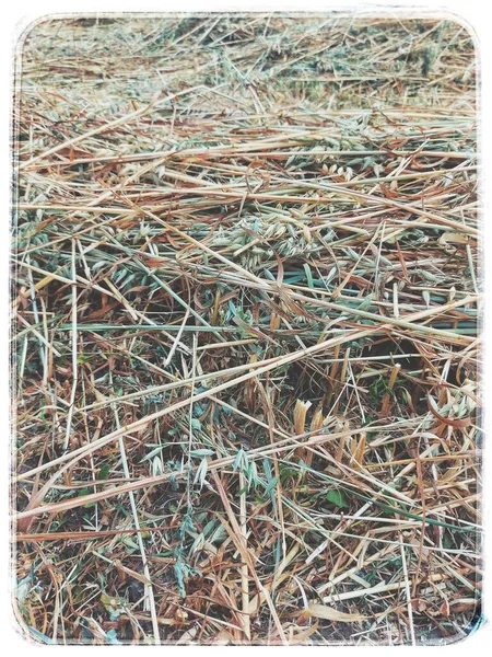 Klippt Gräs Fältet — Stockfoto