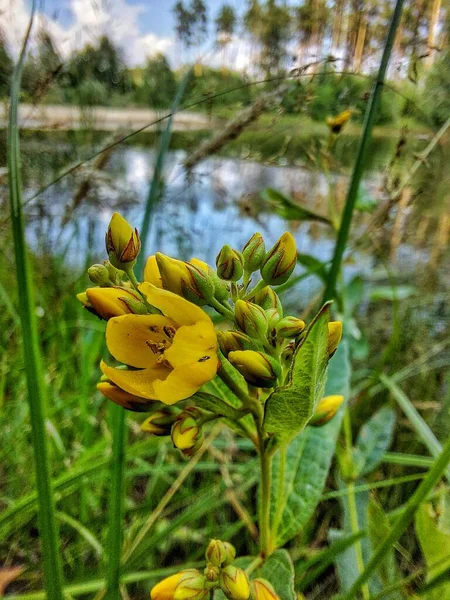 Flores Amarelas Lago — Fotografia de Stock