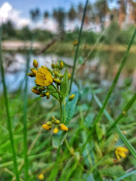 Yellow Flowers Lake — Stock Photo, Image