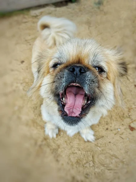 Small Dog Yawns — Stock Photo, Image