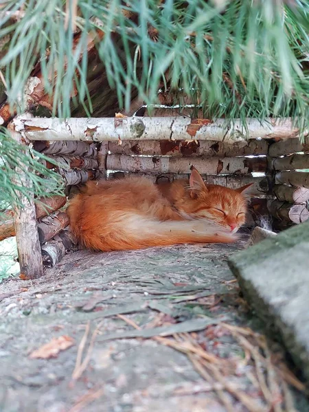 家の中の赤い猫 — ストック写真