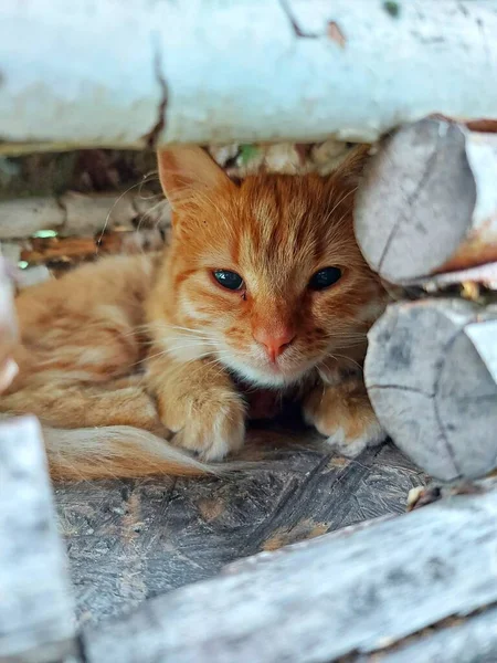 房子里的红猫 — 图库照片