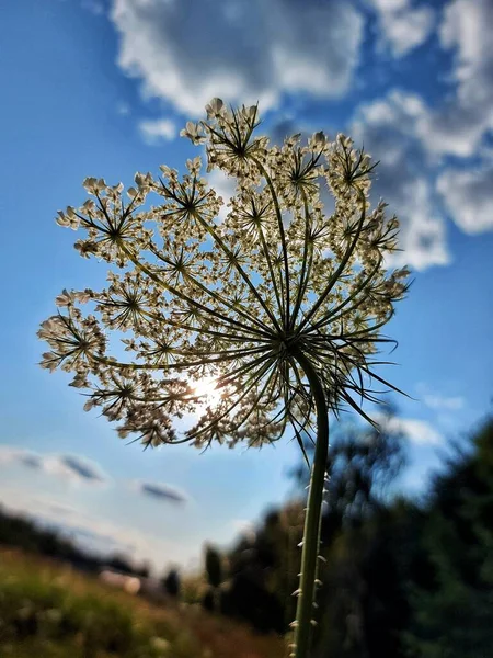 写真壁紙空と花 — ストック写真