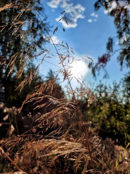 Güneşte çimen, mısır kulağı